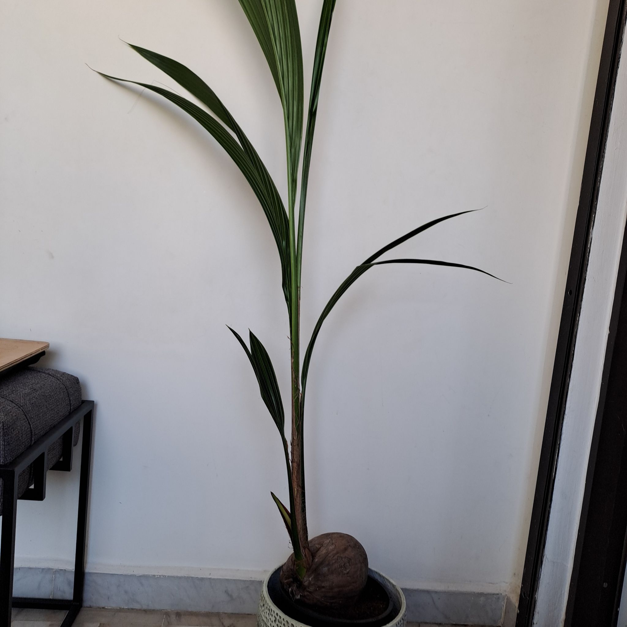 Young coconut plant in a pot with green leaves, no visible soil.