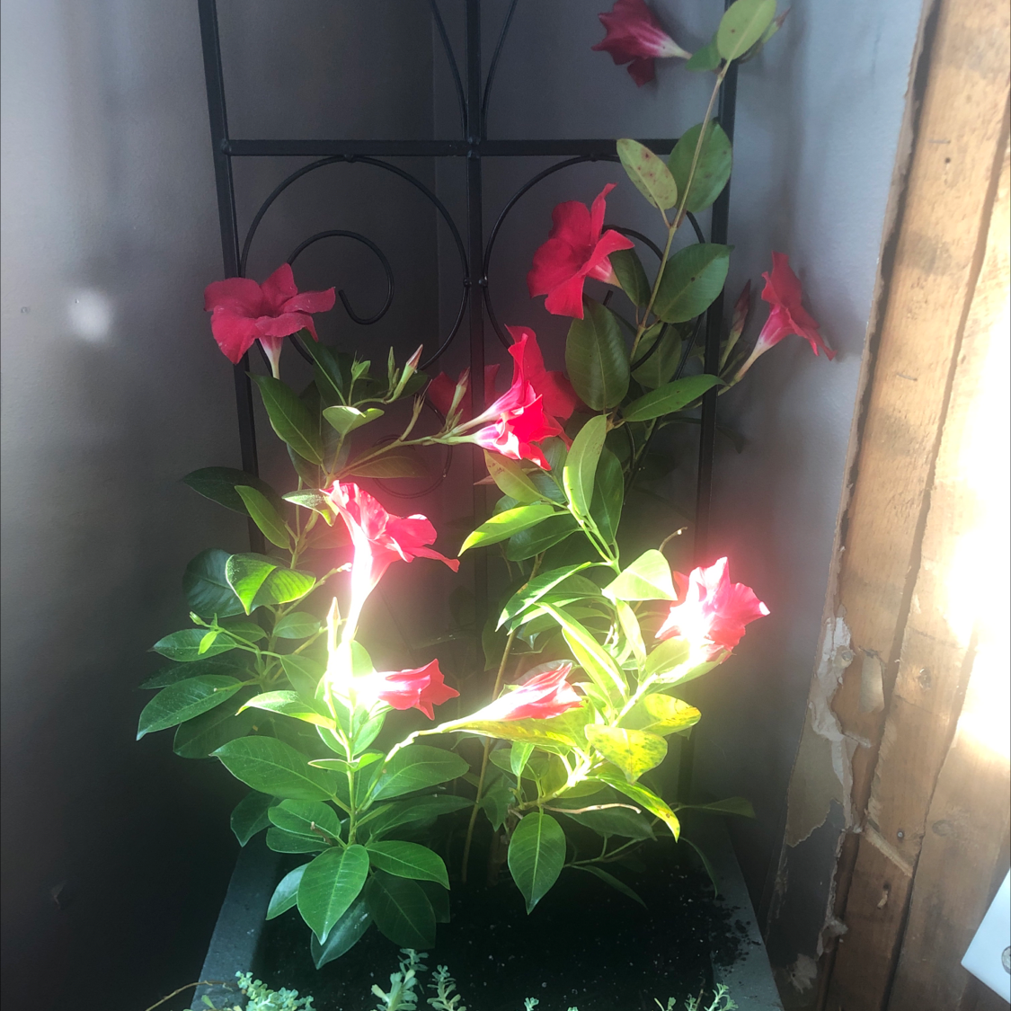 Brazilian Jasmine plant with vibrant red flowers, healthy green leaves, and visible soil.