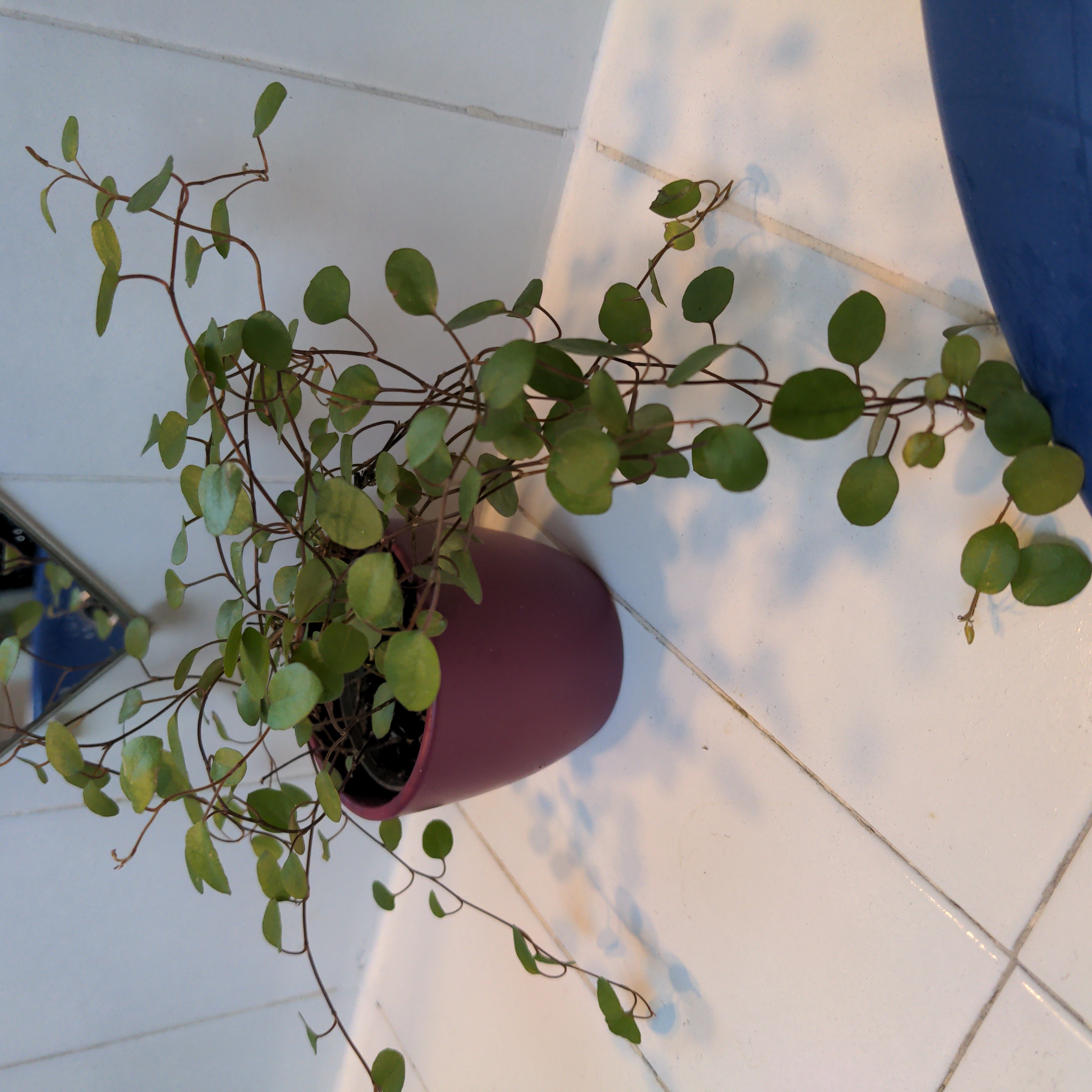 Photo of the plant species Creeping Wire Vine by @UniversalSalad named Taylor Swift on Greg, the plant care app