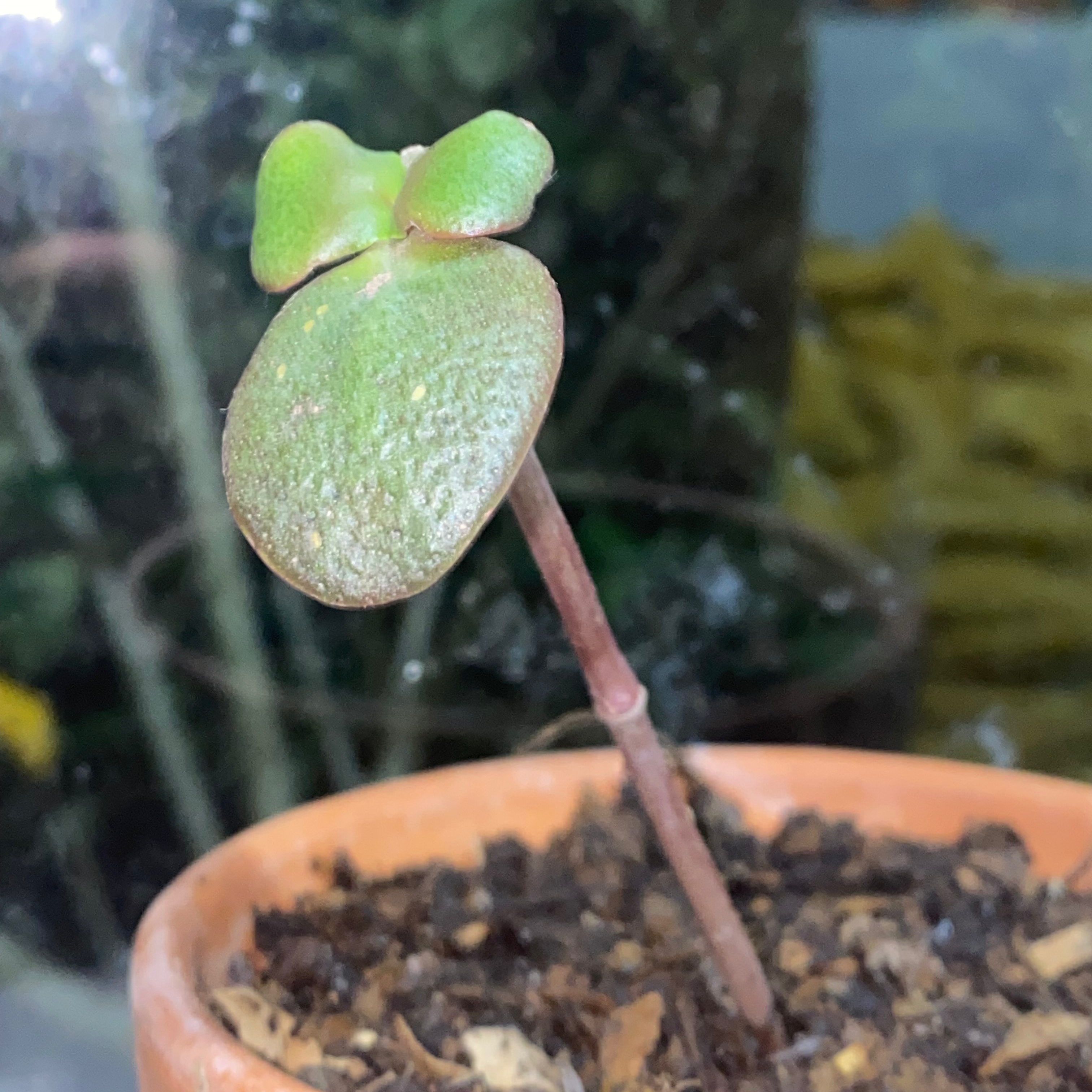 A Fairy Crassula plant in a terracotta pot with a single stem and a few healthy leaves.