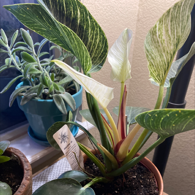 Dracaena 'Sted Sol Cane' plant with variegated leaves in a pot, soil visible.