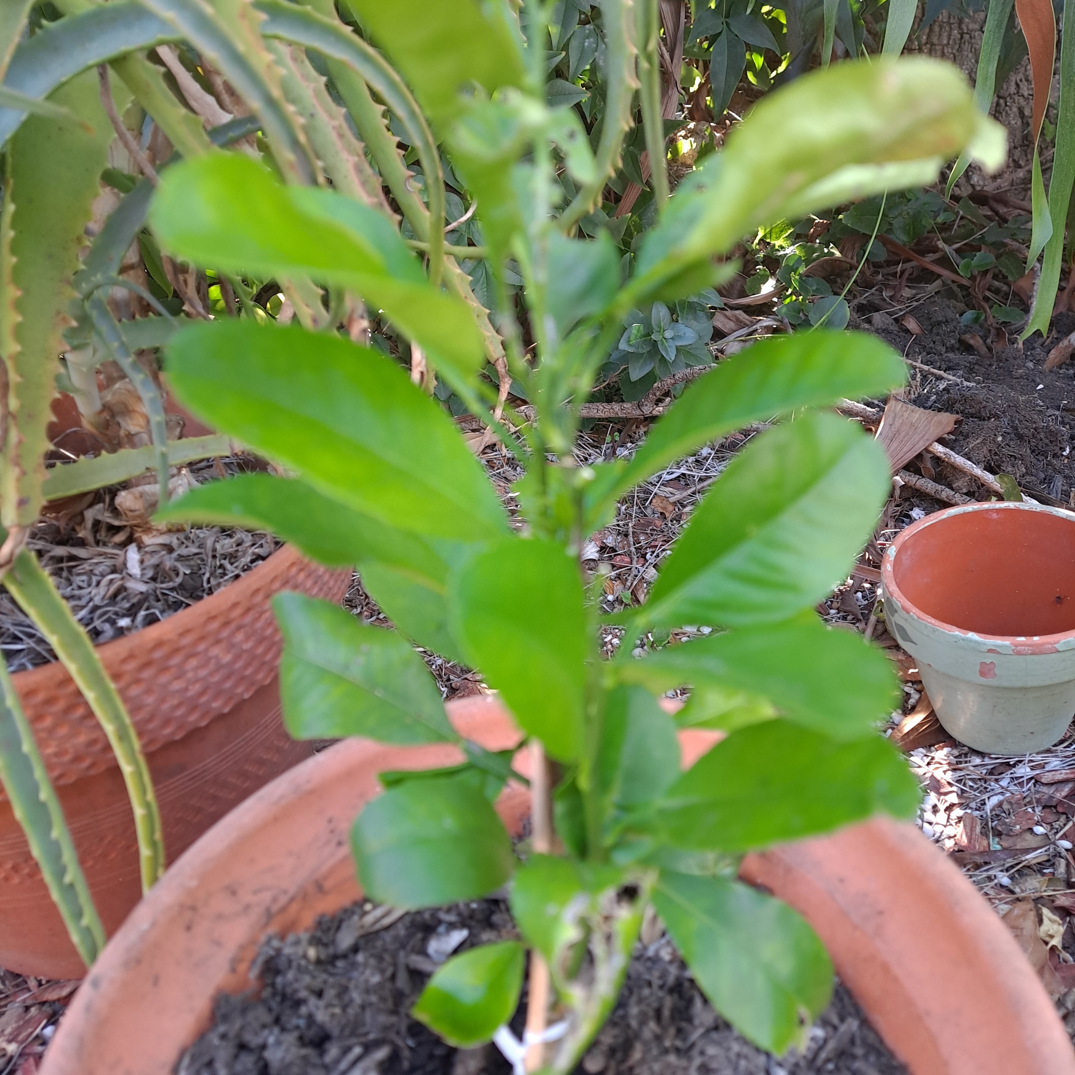 Plant care for Chilean Glory Flower 'Carmineus' on Greg, the plant care app