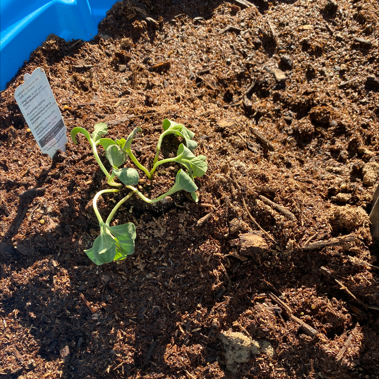 Small watermelon plant with wilted leaves in soil, label in background.