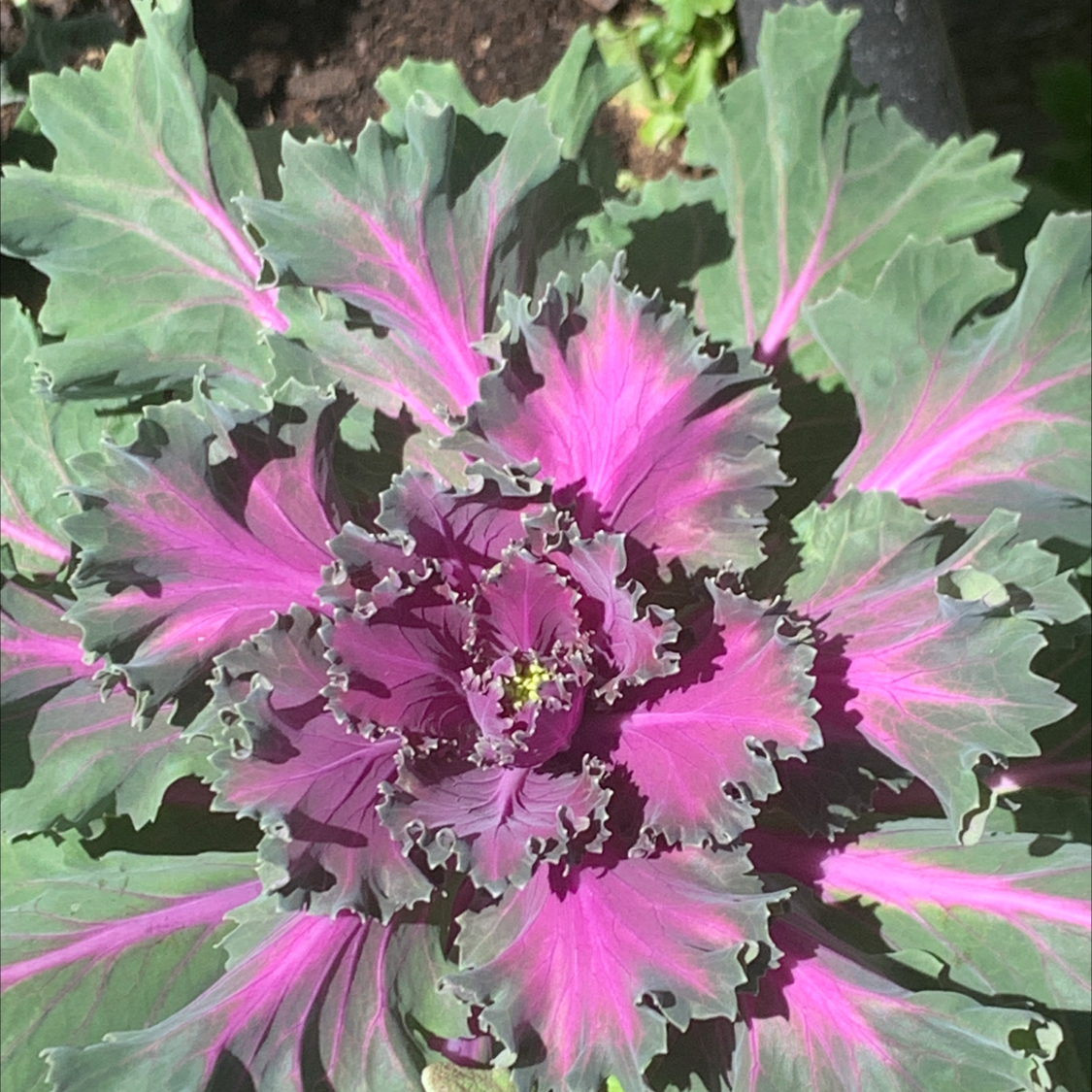 Photo of the plant species Wild Cabbage by @Planthag26 named Osmo on Greg, the plant care app