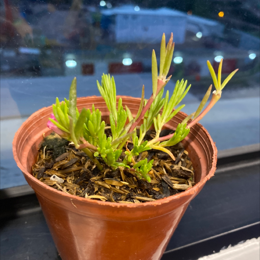 Potted Hottentot Fig plant with green succulent leaves, healthy appearance.