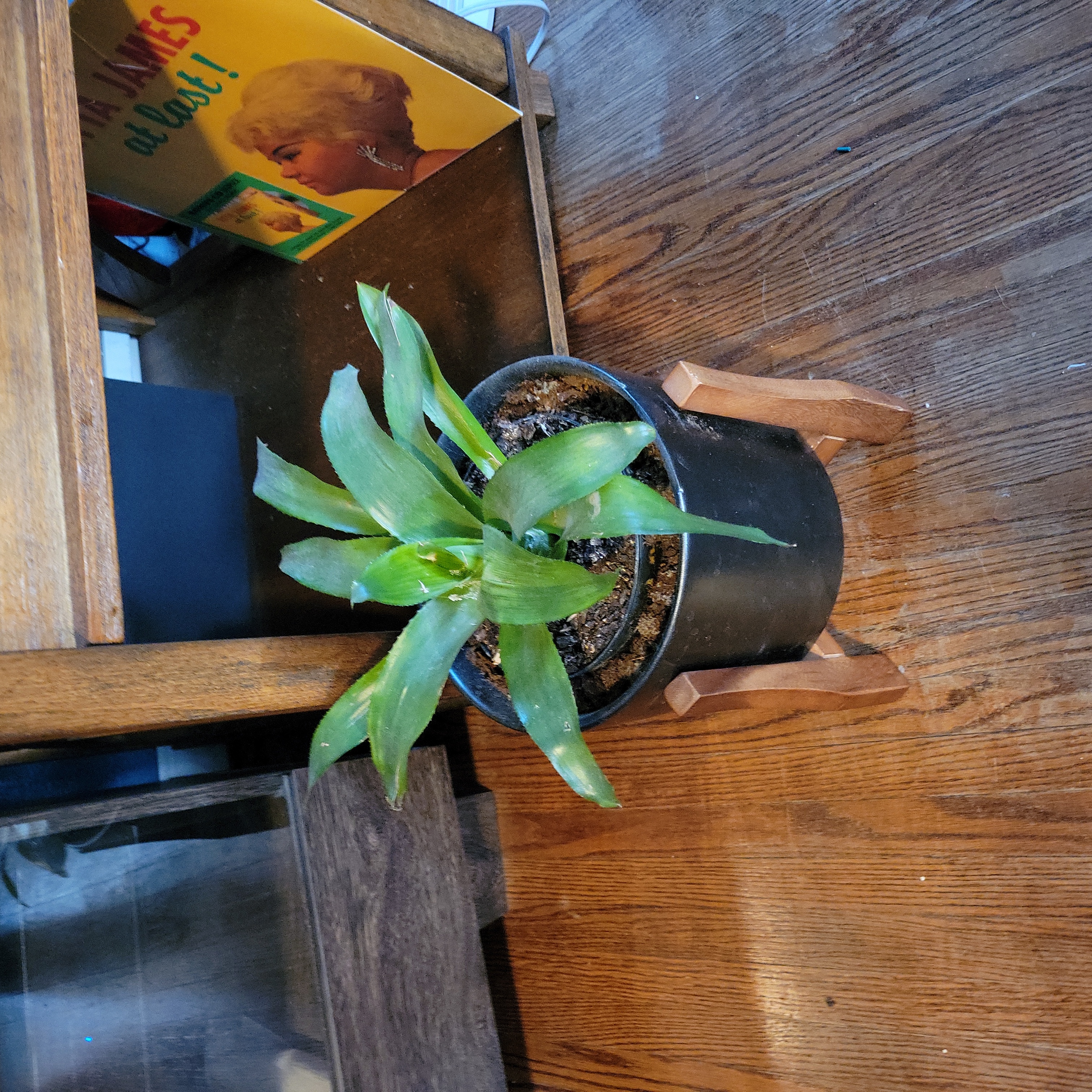 Potted Queen's Tears plant with green leaves on a wooden floor.