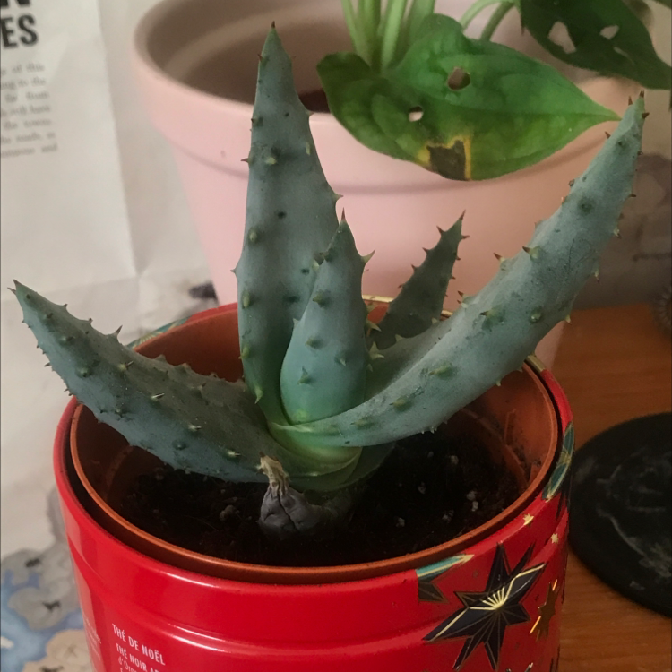 Cape Aloe plant in a decorative container with visible soil, well-framed and in focus.