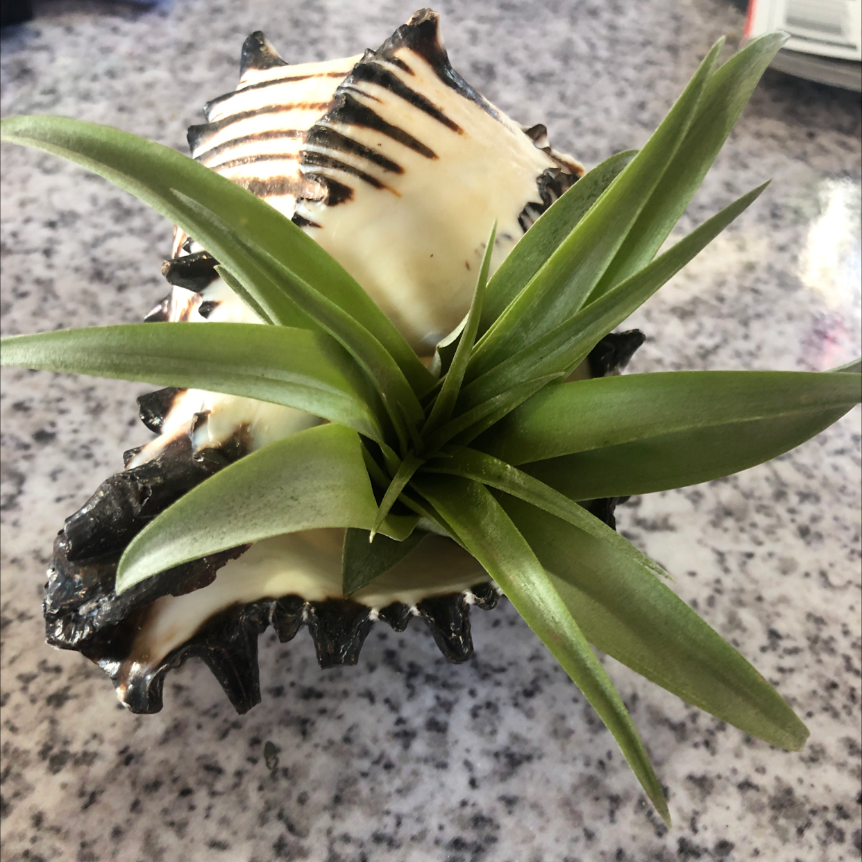 Tillandsia Erubescens plant in a decorative shell, healthy green leaves.