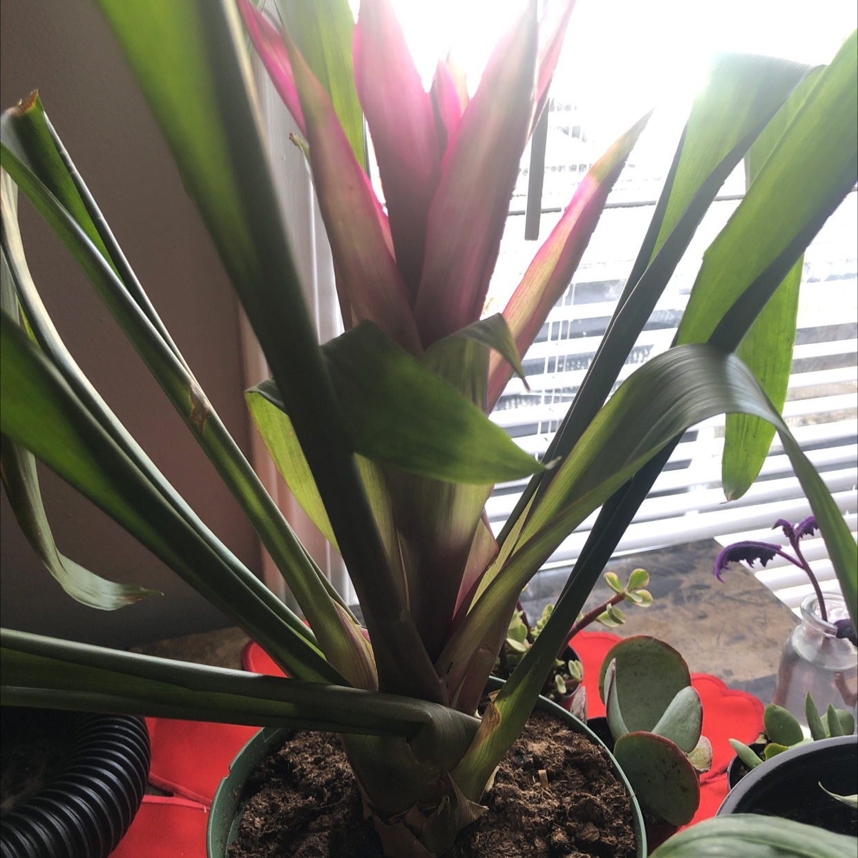 Photo of the plant species Neoregelia 'Pink Sensation' by @Bbeck5722 named Bambi on Greg, the plant care app