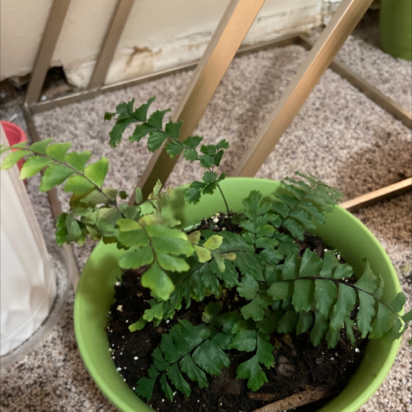 Photo of the plant species Western Maidenhair Fern by @Lilbrownplant named Christofern on Greg, the plant care app