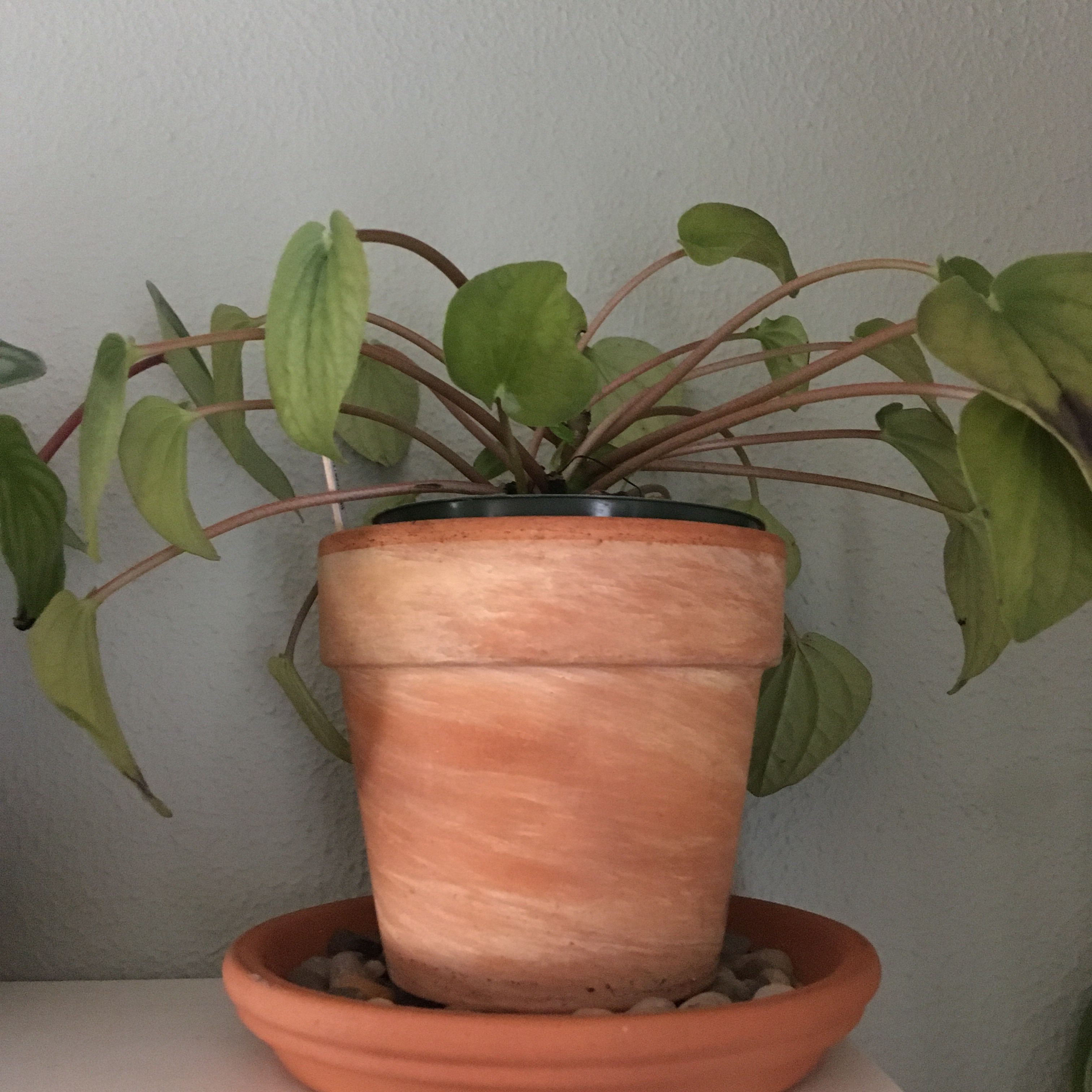 Potted Rana Verde Peperomia plant with green leaves in a terracotta pot.