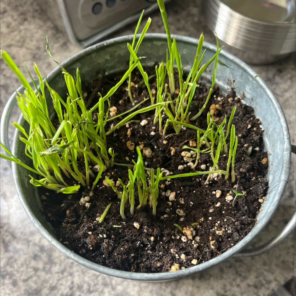 🌾 What Do Wheat Flowers Mean?