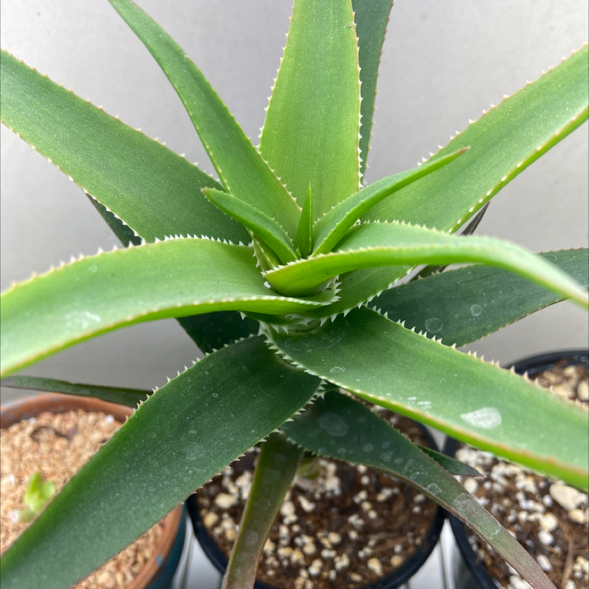 Healthy Climbing Aloe plant with vibrant green leaves in a pot.