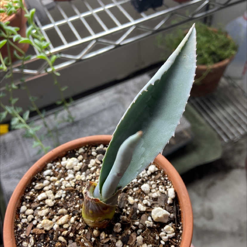 Close-up of a healthy young century plant with a single large blue-green serrated leaf, in a terracotta pot with white pebble top dressing.