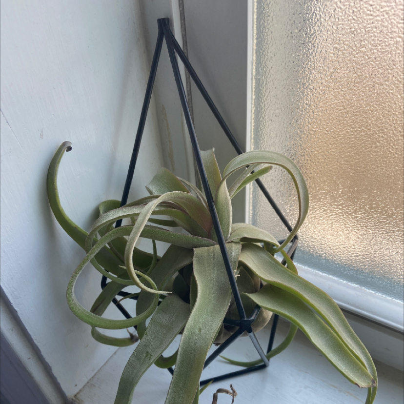 Giant Airplant (Tillandsia utriculata) in a geometric metal holder by a window.