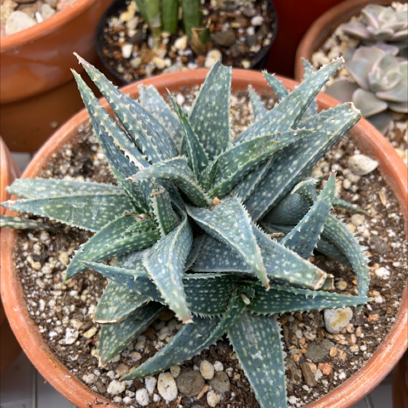 Broad-Leaved Aloe plant in a terracotta pot with visible soil.
