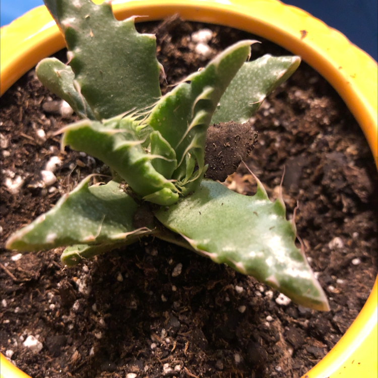 Tiger's Jaw plant in a yellow pot with visible soil, appearing healthy.