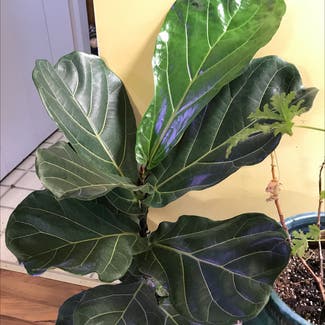 Fiddle Leaf Fig plant in Le Roy, Illinois