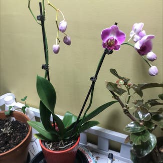 phalaenopsis orchid plant in Le Roy, Illinois