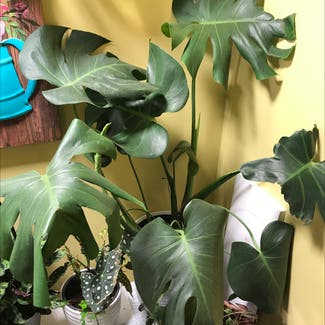 Monstera plant in Le Roy, Illinois