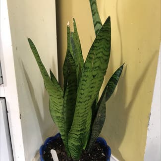 Snake Plant plant in Le Roy, Illinois
