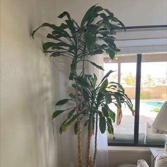 Cornstalk Dracaena plant in Ridgecrest, California