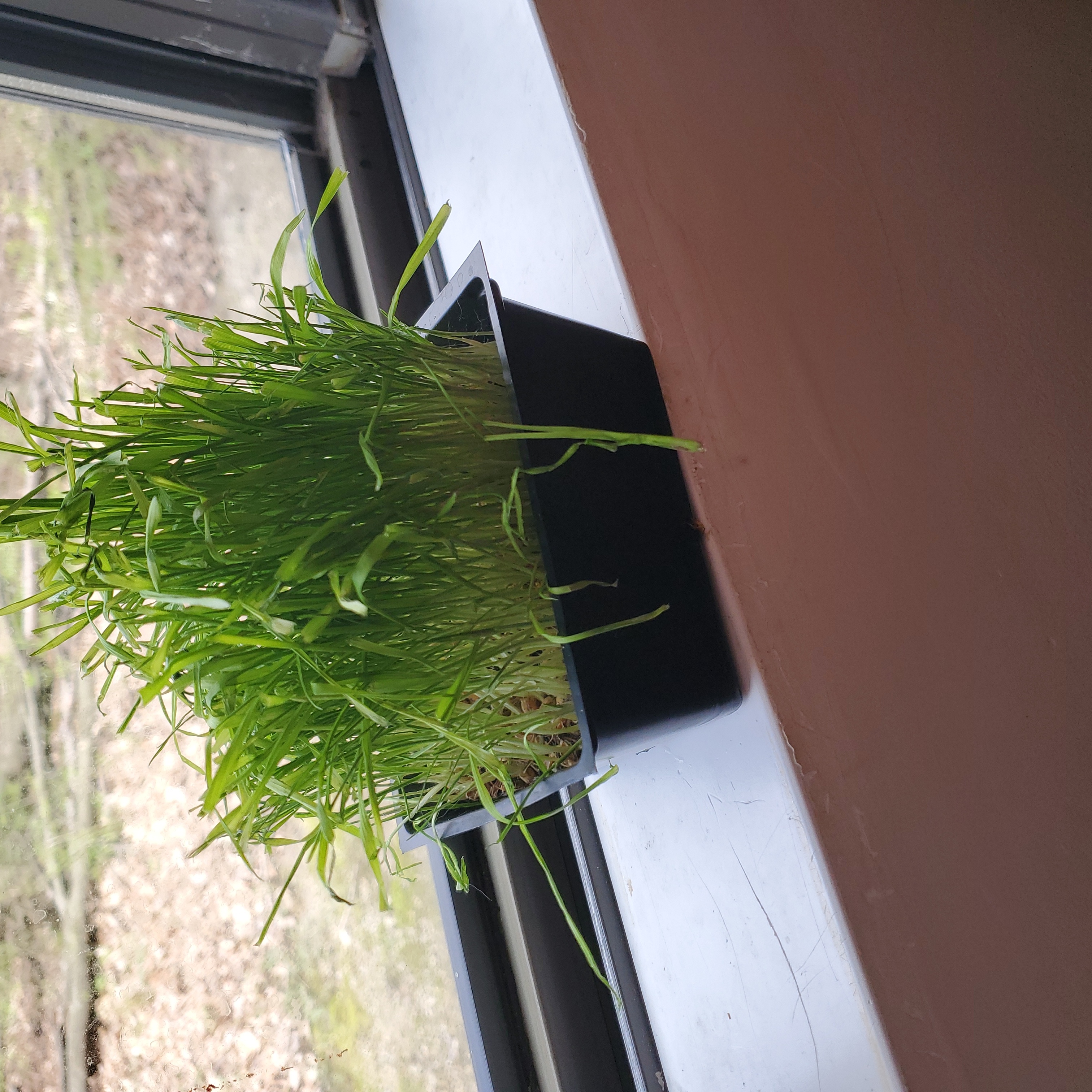 Potted Orchard Grass plant on a windowsill with long, thin green leaves.