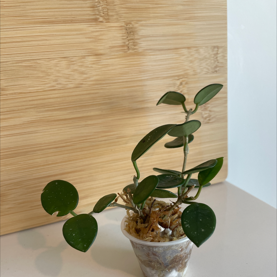 Hoya 'Mathilde' plant in a transparent pot with visible soil, healthy green leaves.