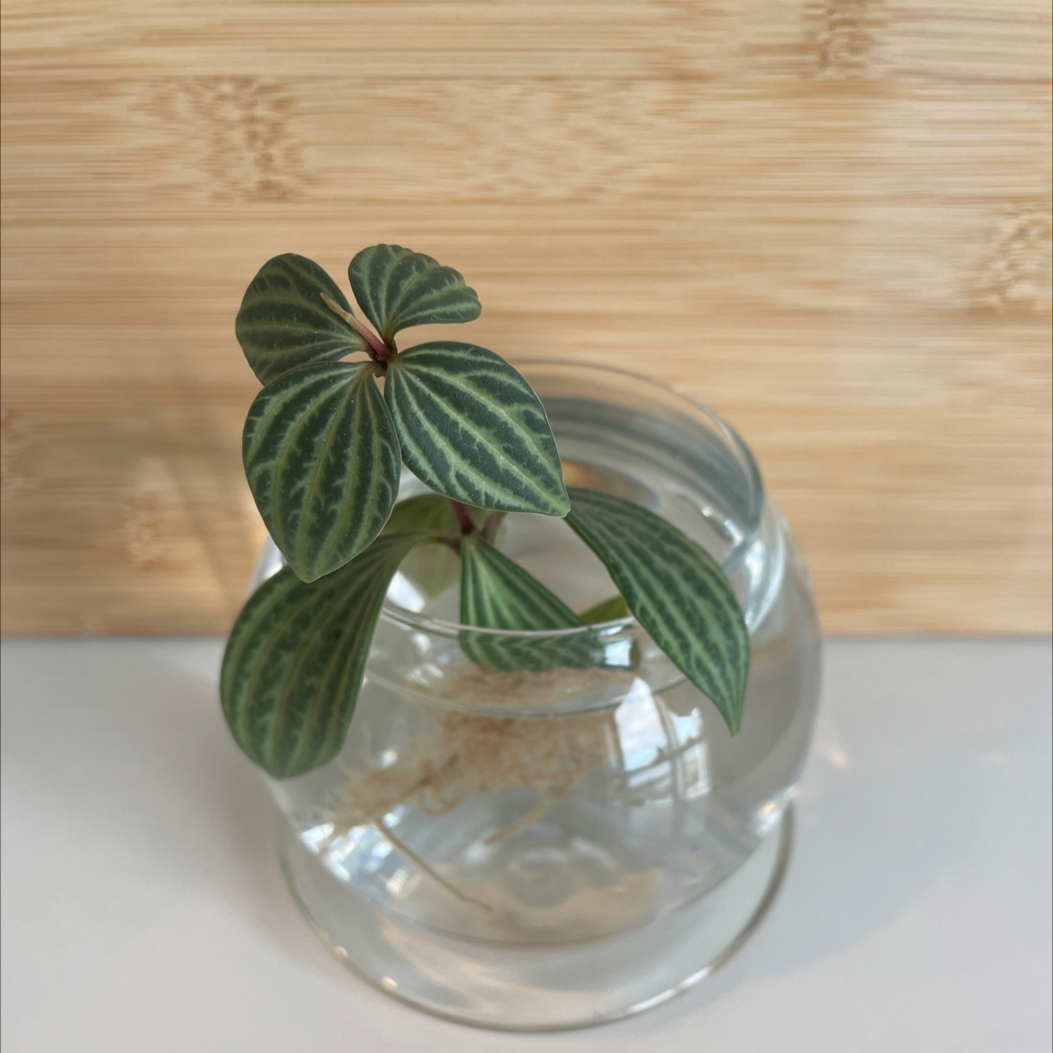 Parallel peperomia plant in a glass container with water, showing healthy green leaves with parallel stripes.