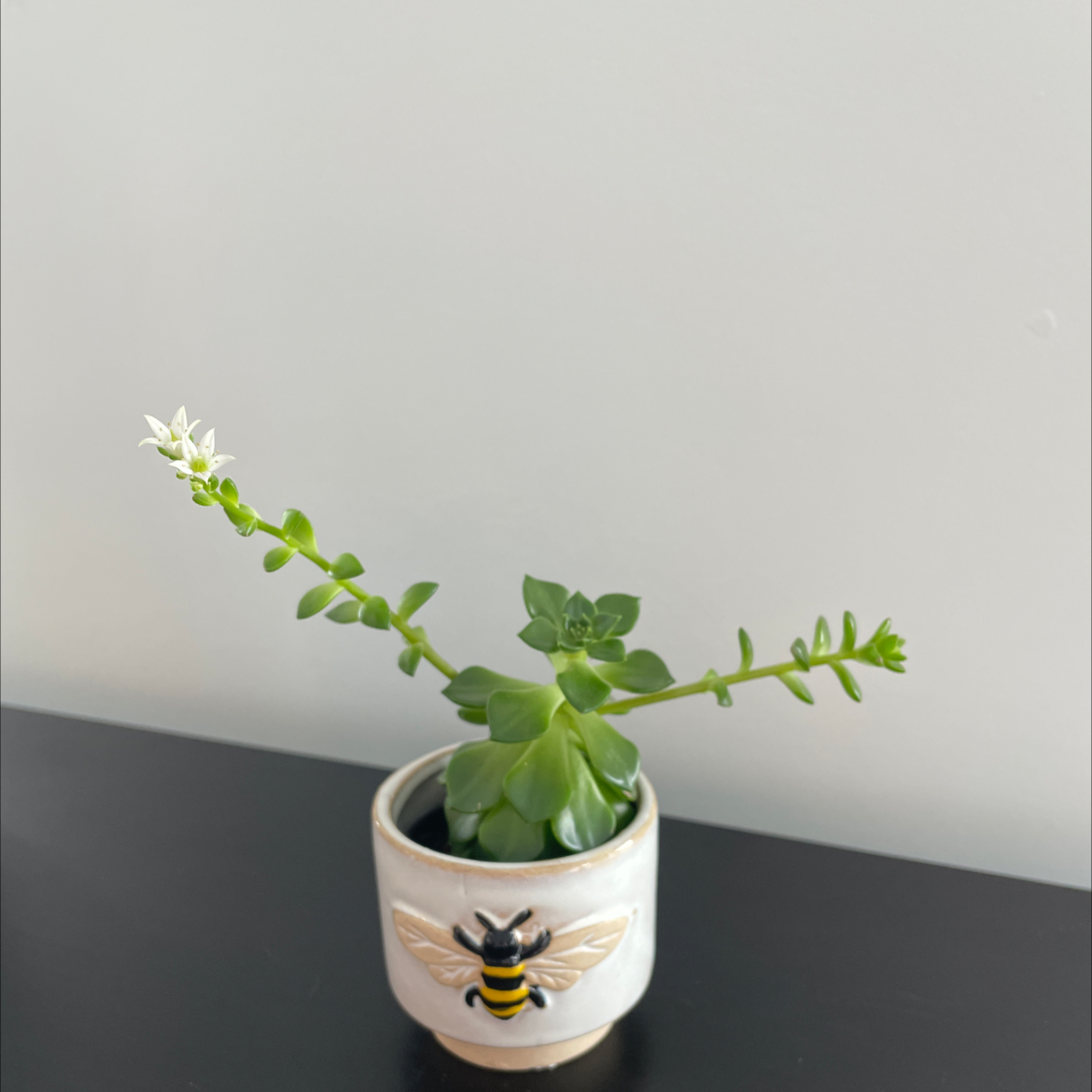Palmer's Sedum plant in a bee-themed pot with a small white flower.