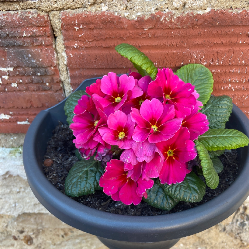 Potted Common Primrose with vibrant pink flowers and healthy green leaves against a brick wall.