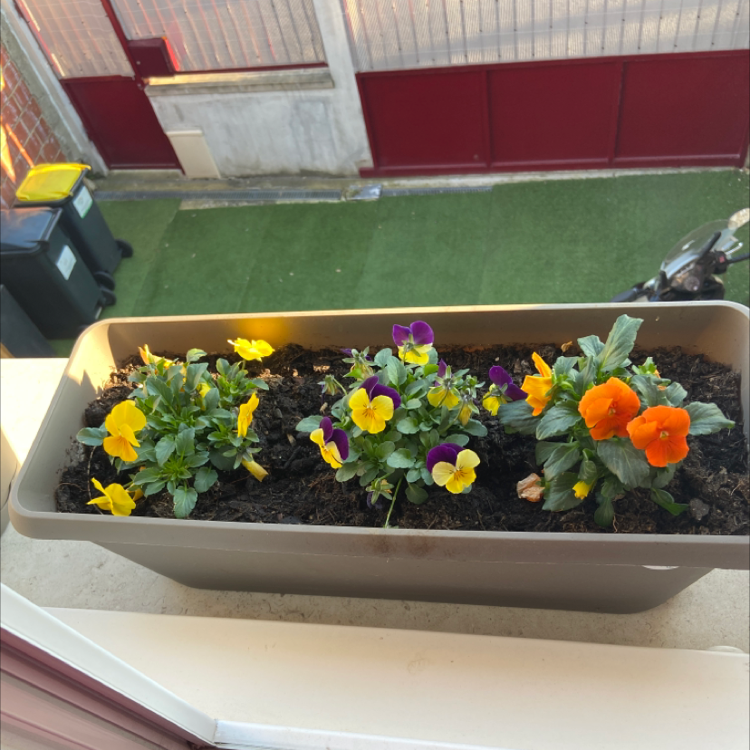 Planter box with blooming Wild Pansy flowers in yellow, purple, and orange.