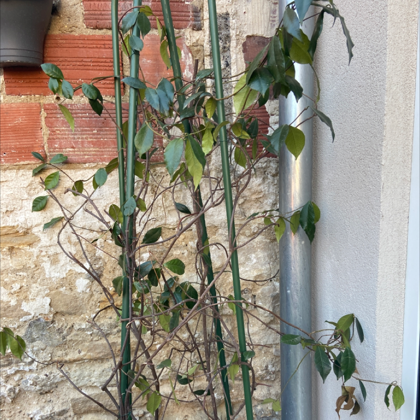 why are my asiatic jasmine vine leaves turning yellow
