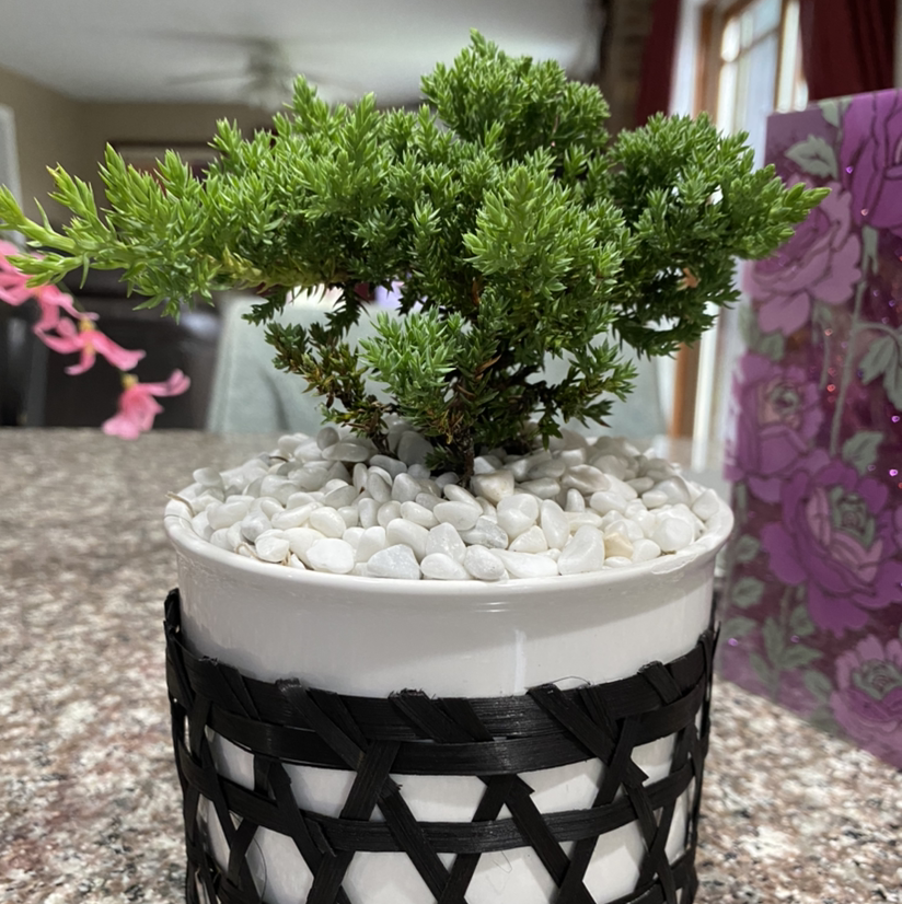 Photo of the plant species Creeping Juniper by @Meliss named Bob the Bonzai on Greg, the plant care app
