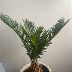 Sago Palm plant