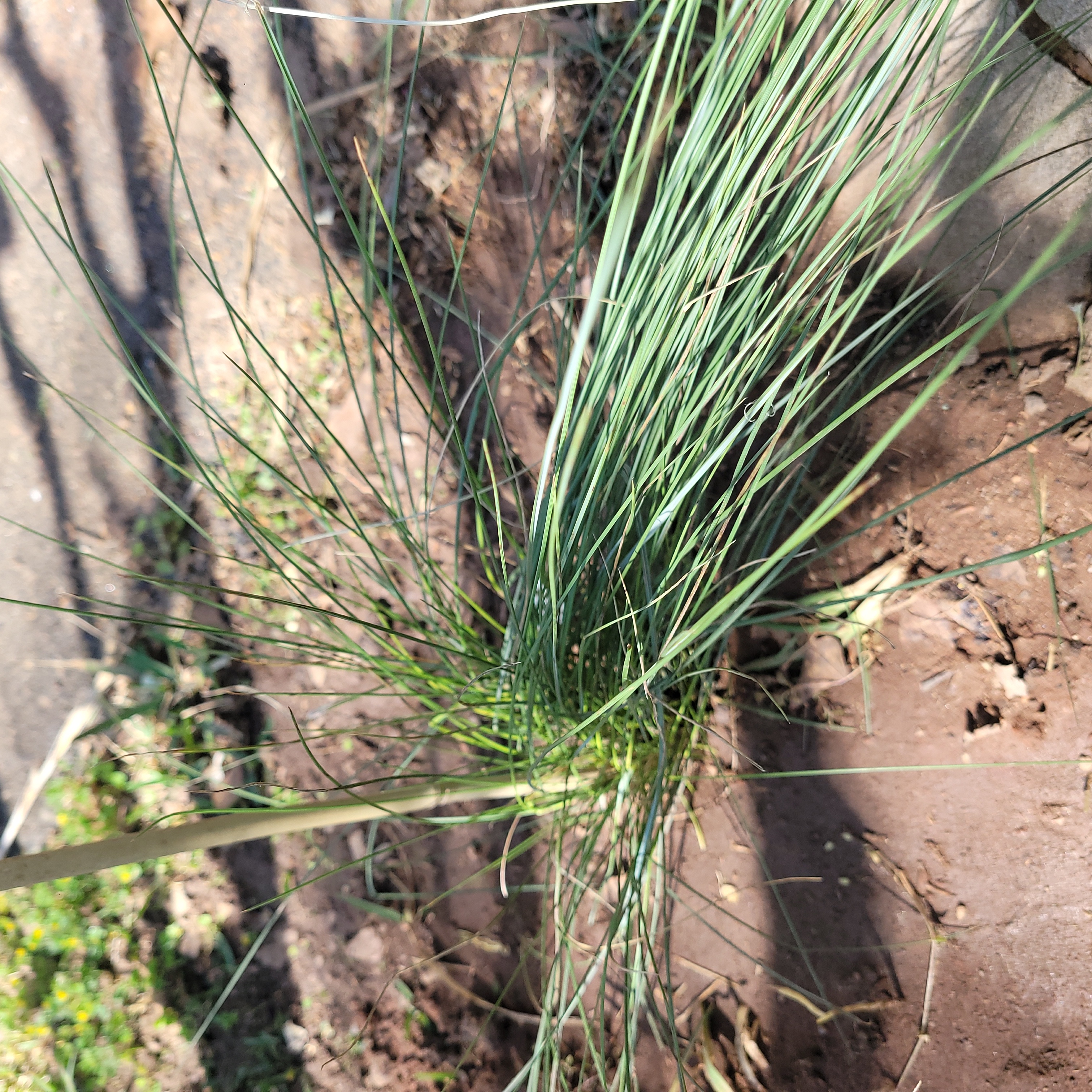 Photo of the plant species Weeping Lovegrass by @BusyDaisy named Cotton candy grass on Greg, the plant care app