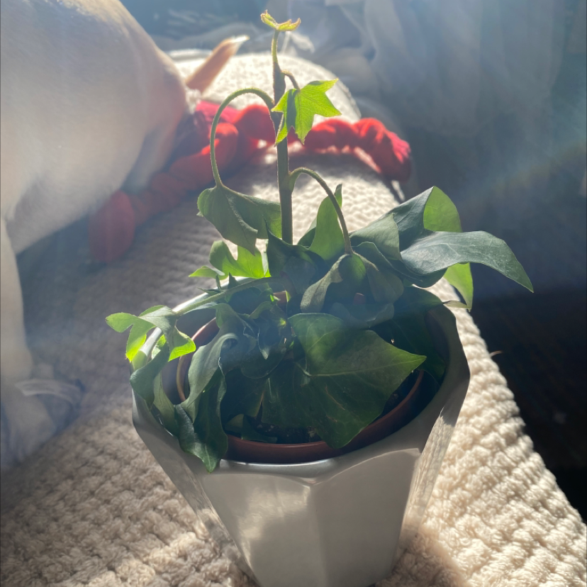 Potted Tree ivy plant with some wilting leaves in bright lighting.