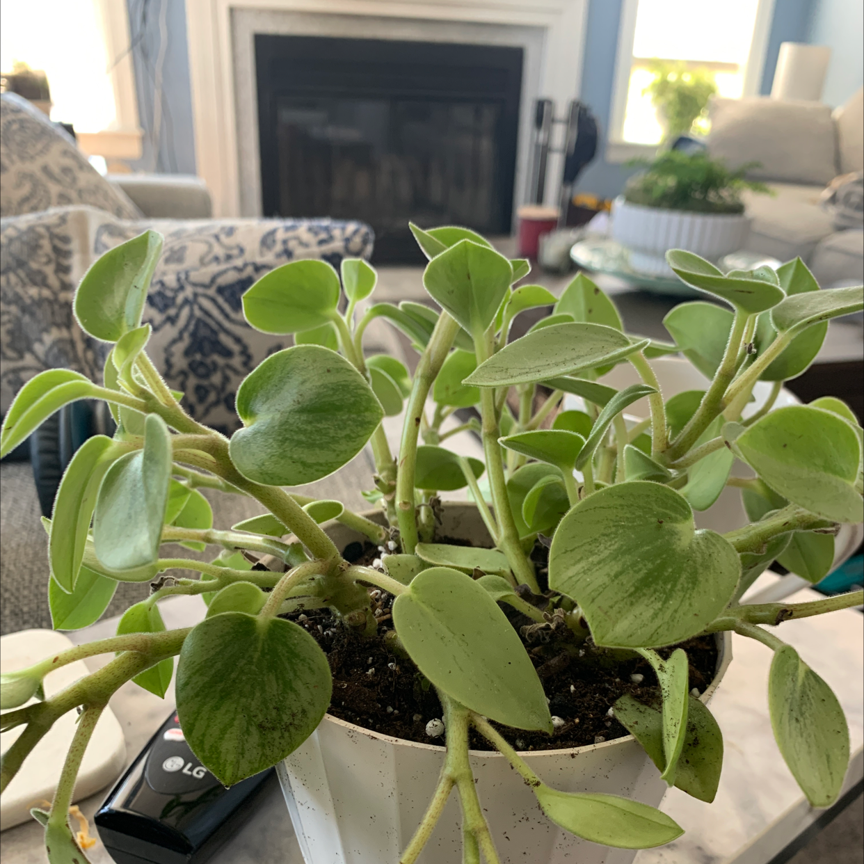 Teardrop Peperomia plant in a white pot with vibrant green leaves, indoors.