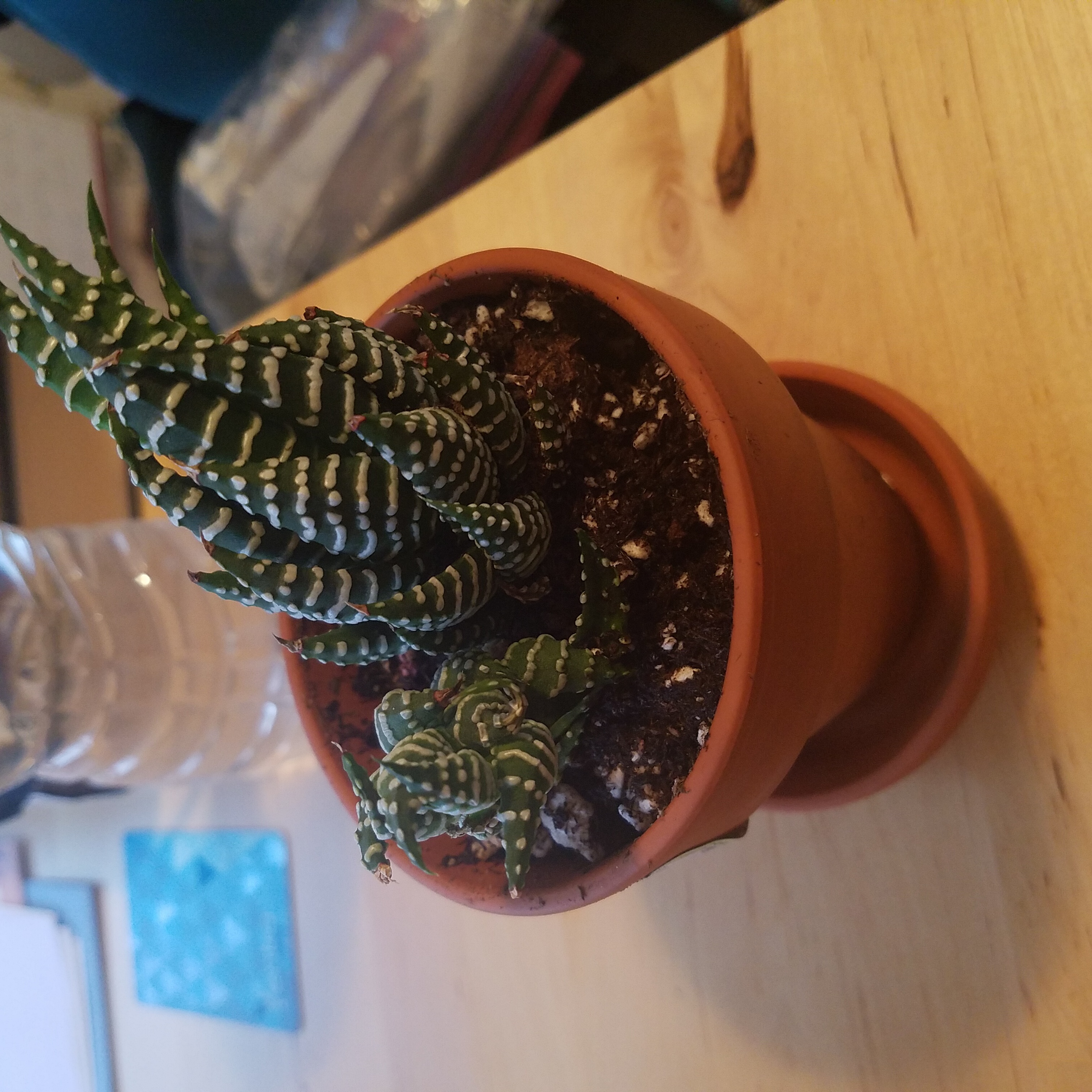 Photo of the plant species Haworthia 'Big Band' by @EarnestYuzu named Haworthia coarciata on Greg, the plant care app