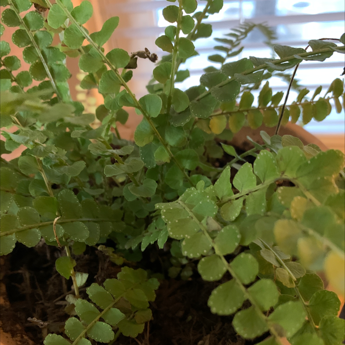 Healthy, thriving Erect Sword Fern plant with lush green foliage. No signs of discoloration or disease. Image is slighty soft-focused.