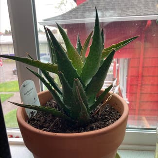 Aloe Vera plant in Portland, Oregon