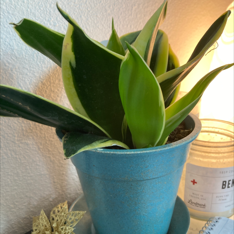 Blue Sansevieria plant in a blue pot with vibrant green leaves and some variegation.