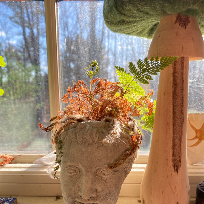 Davallia Fern in a decorative head-shaped pot with green and brown fronds.