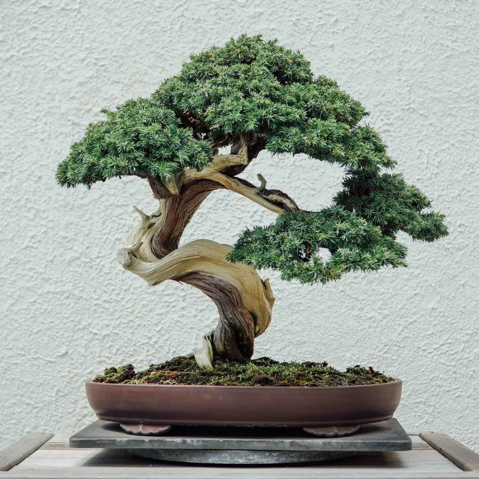 A healthy bonsai tree, likely an American Common Juniper, in a shallow pot.