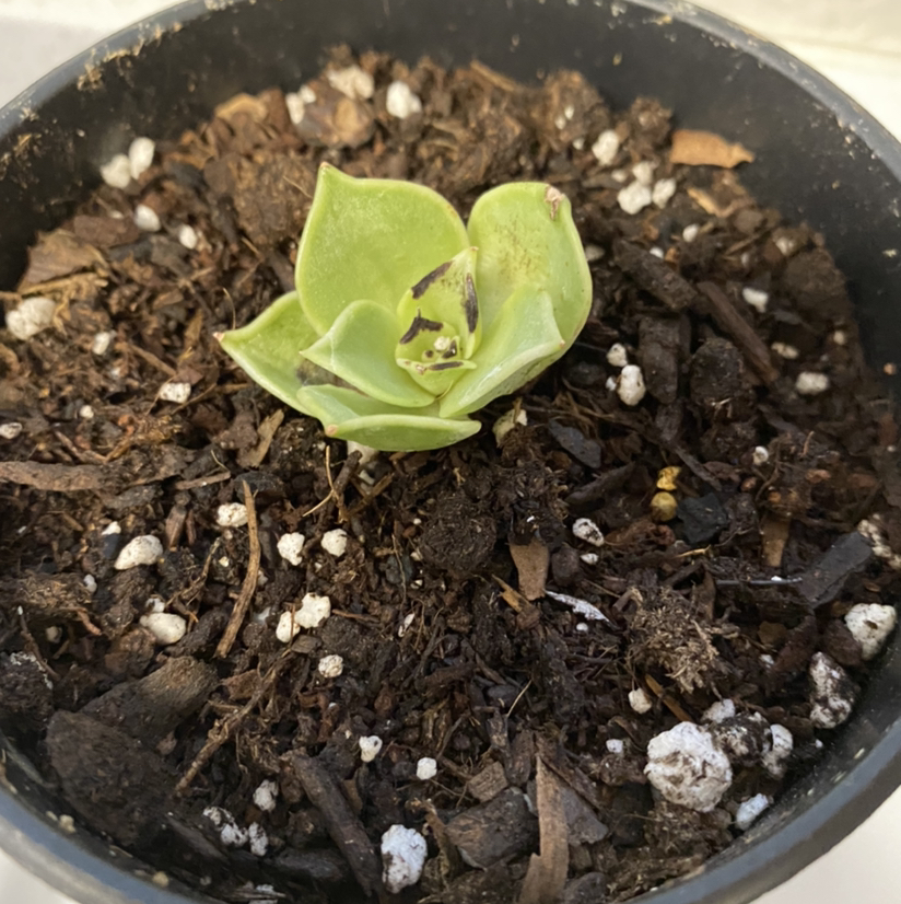 Mexican Snowball plant photo by @Susanaoasis named Coco on Greg, the plant care app.