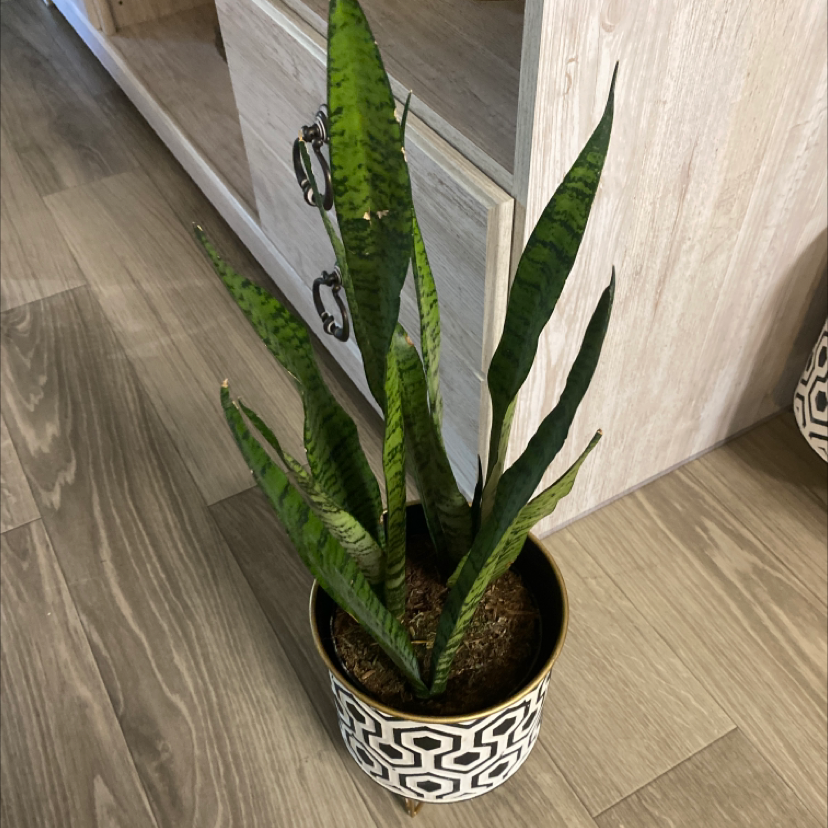 Snake Plant plant photo by @Susanaoasis named Terra on Greg, the plant care app.