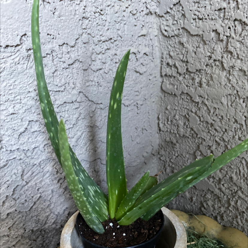Aloe vera plant photo by @Susanaoasis named Miley on Greg, the plant care app.
