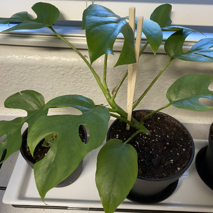 Monstera plant photo by @Susanaoasis named Eva on Greg, the plant care app.