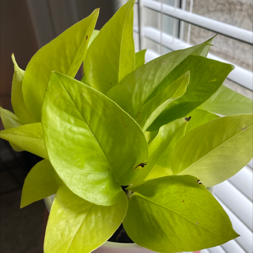 Taro Vine plant photo by @Susanaoasis named Kylie on Greg, the plant care app.
