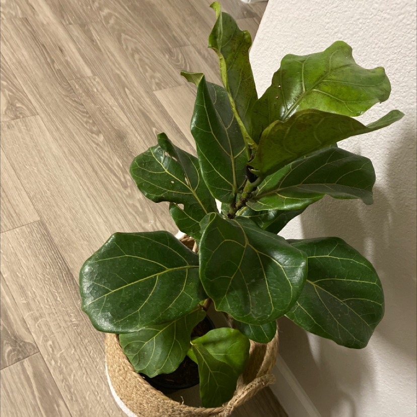 Fiddle Leaf Fig plant photo by @Susanaoasis named Bodhi on Greg, the plant care app.